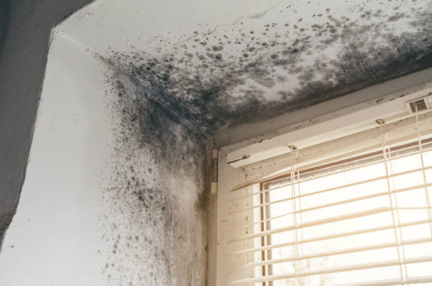 Affordable Mold Cleanup solutions in Church Creek, MD