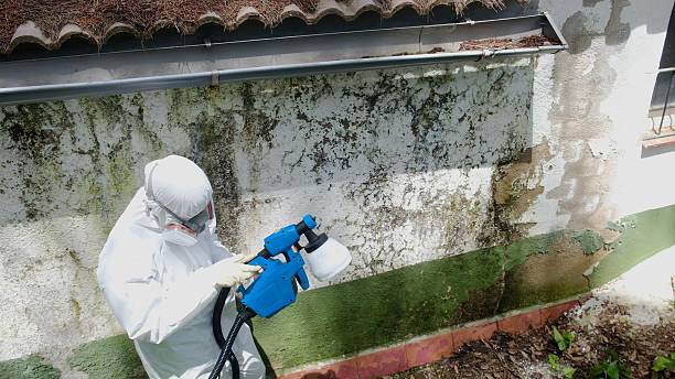 Top rated local Mold Cleanup specialists in Church Creek, MD